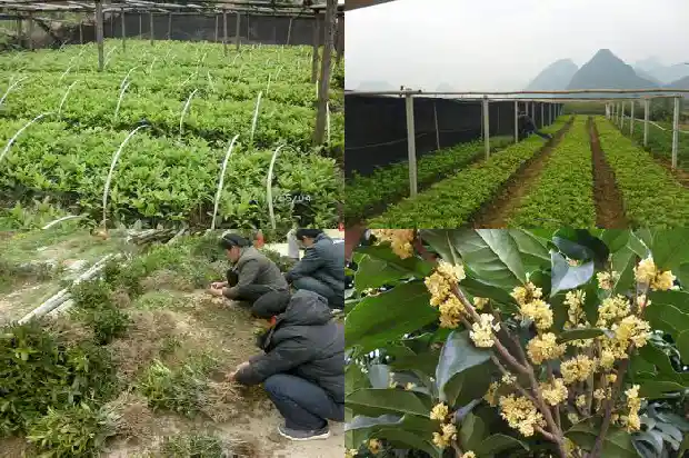 八月桂花香酒价格1686531295743