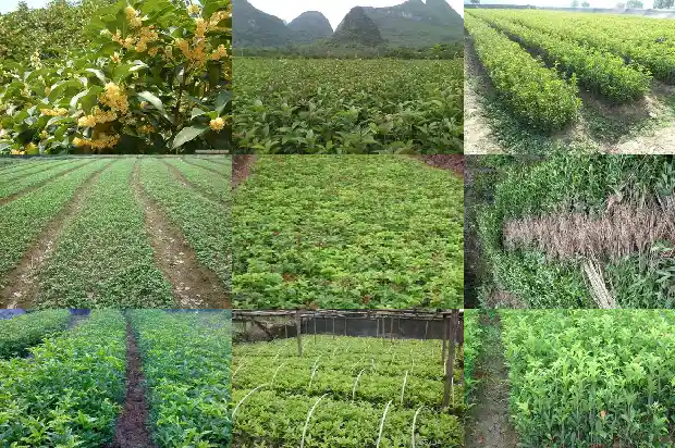 八月桂花香酒价格1686531295791