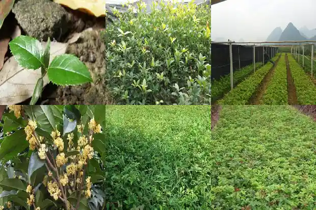 桂花干哪里买1686531303257