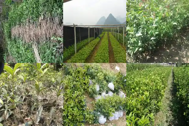 一般哪里可以买到干桂花1686531315006