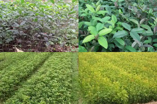 一般哪里可以买到干桂花1686531315054