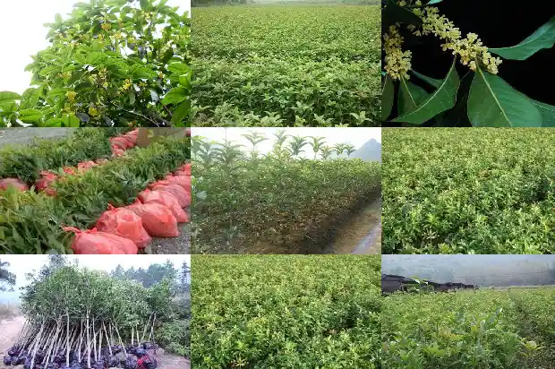 一般哪里可以买到干桂花1686531315102