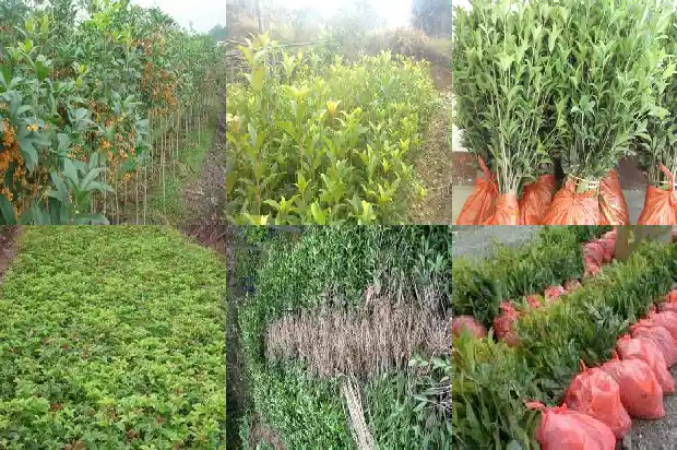 桂花干花哪里有卖的1686531325011