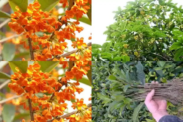 桂花干可以怎么吃1686531332758