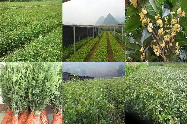 桂花干可以怎么吃1686531332805