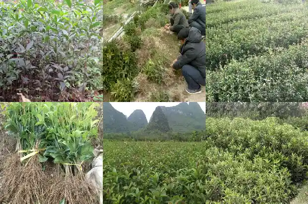 桂花干怎么吃法大全窍门1686531344726