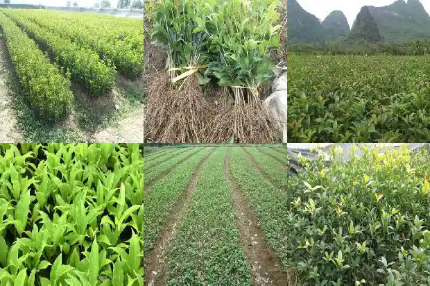 几月份修剪桂花树1690504441249