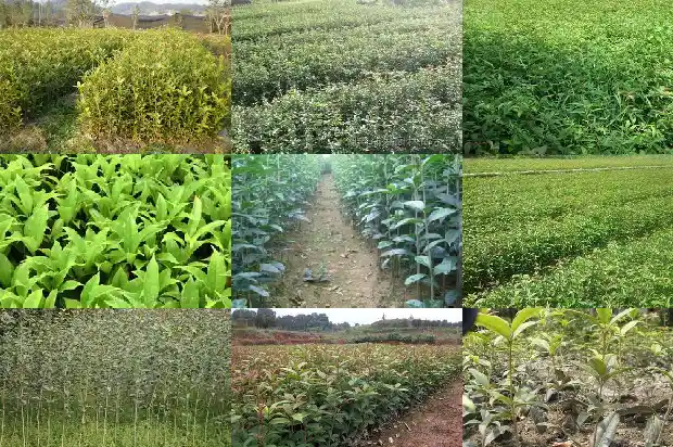 怎么弄干桂花1686531356687