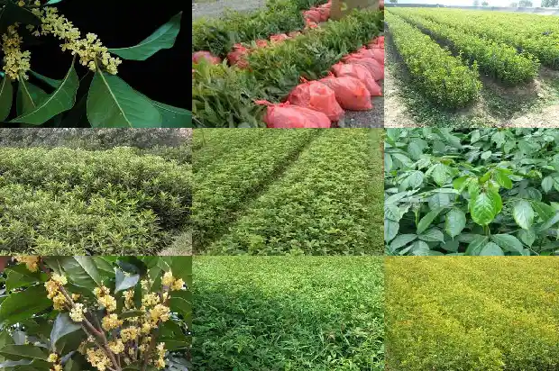 怎么弄干桂花1686531356732