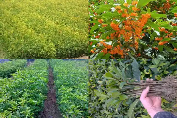 十年桂花树移栽要注意什么问题1690245472441