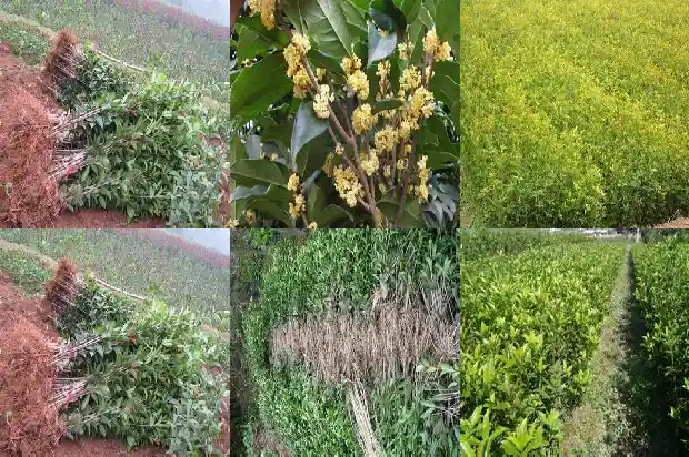 桂花干哪里有得买的1686531366499
