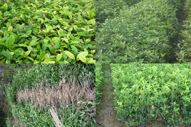 哪里有干桂花买1686531385550