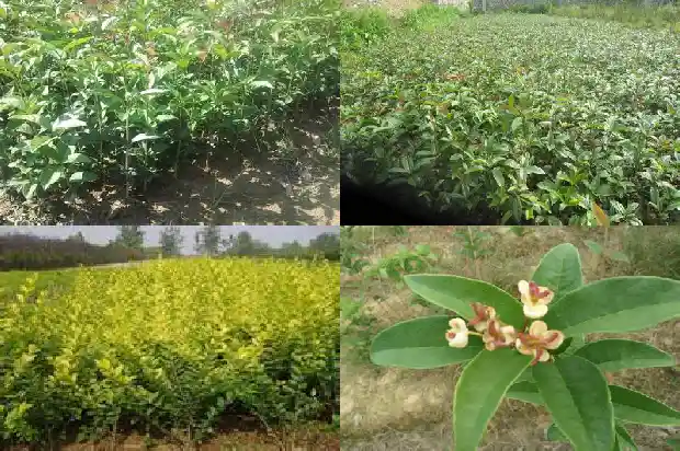 桂花有小盆栽的吗1686531395056