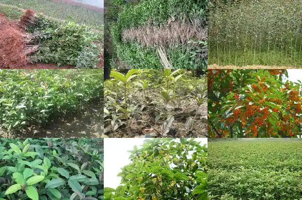 桂花有小盆栽的吗1686531395103