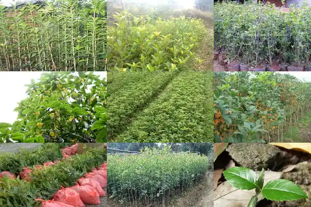 桂花有小盆栽的吗1686531395149