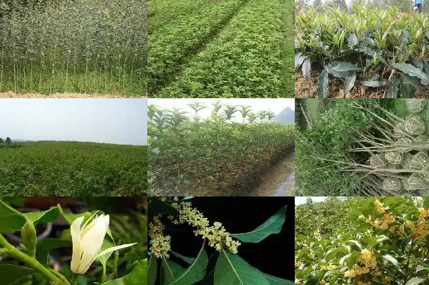 桂花盆景打弯最佳造型1686531407428