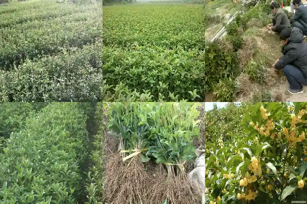 桂花盆景打弯最佳造型1686531407476