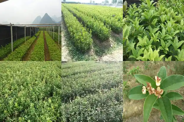 桂花盆景打弯最佳造型1686531407524