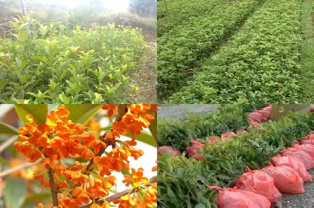 桂花盆栽多少钱一盆啊1686531419651