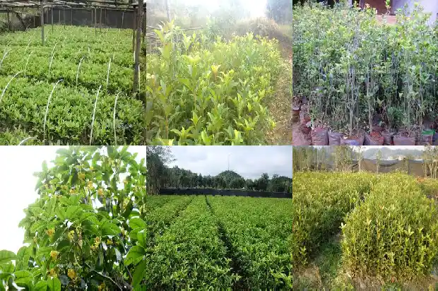 桂花盆栽多少钱一盆啊1686531419746