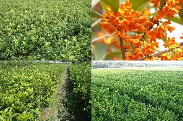 桂花种子价格查询1686531435013