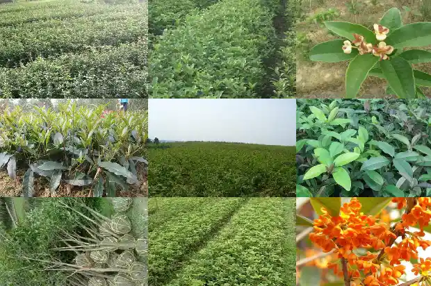 桂花可以在室内养吗1688607022462