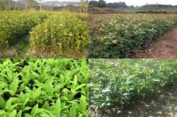 桂花的种植方法及养护方法1686531457061