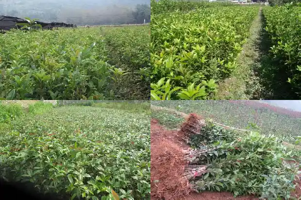 桂花的种植方法及养护方法1686531457109
