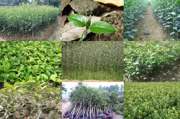 桂花的种植方法及养护方法1686531457157