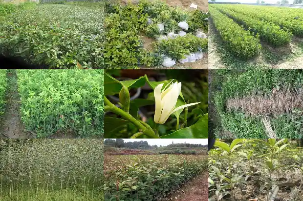 桂花的种植方法及养护技术1686531466921