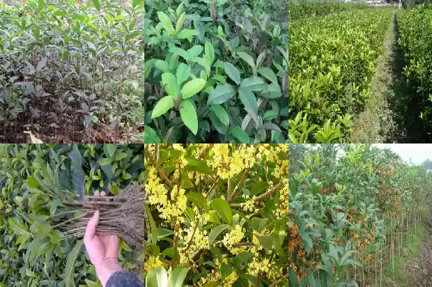 桂花的种植方法及养护技术1686531466969