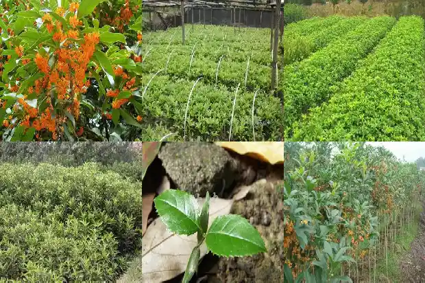 桂花的种植方法及养护技术1686531467017