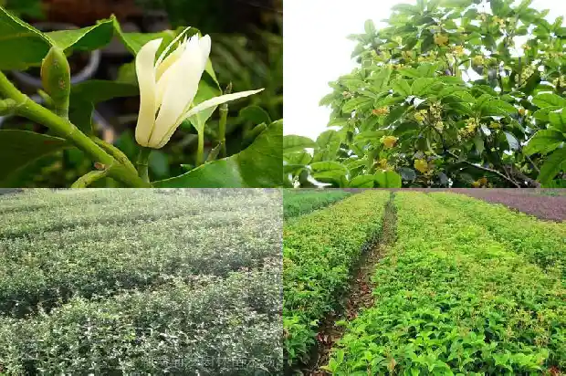 桂花的种植深度是多少1686531476865