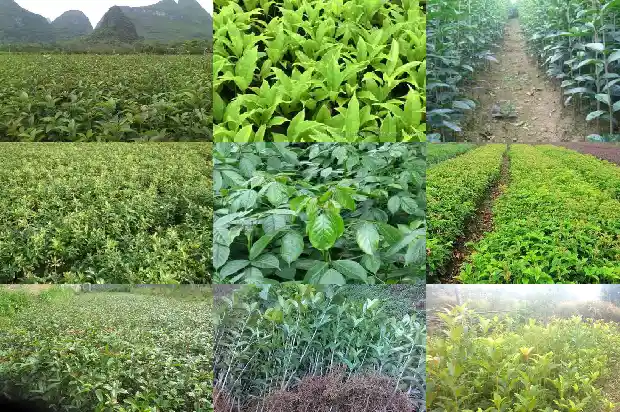 桂花的种植深度是多少1686531476960