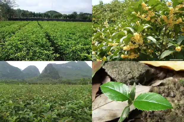 桂花盆栽养护方法1686531489133