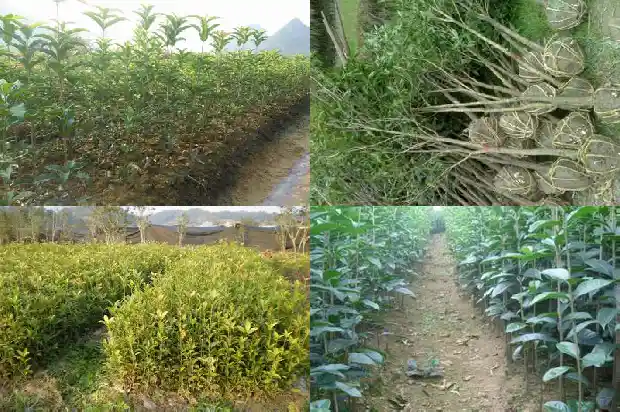 桂花盆栽养护方法1686531489181