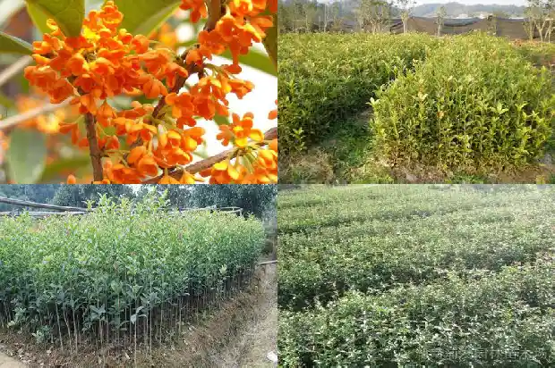 桂花盆栽养护方法1686531489277