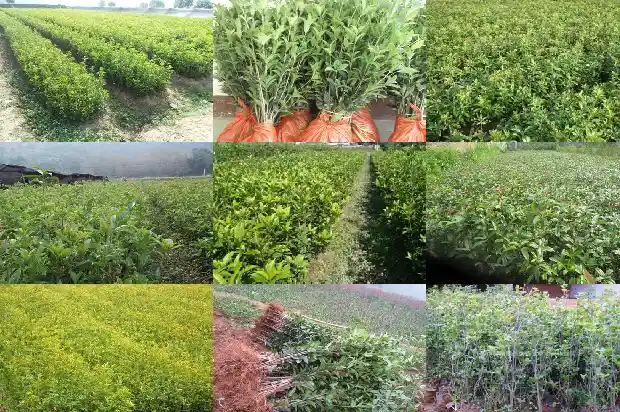 桂花怎么养长得快1686531531556
