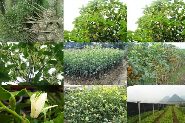 桂花怎样养植成活率高1686531571537
