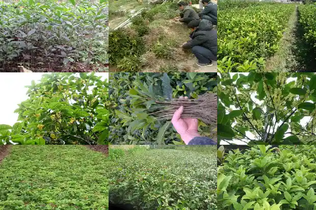 桂花怎样养植成活率高1686531571633