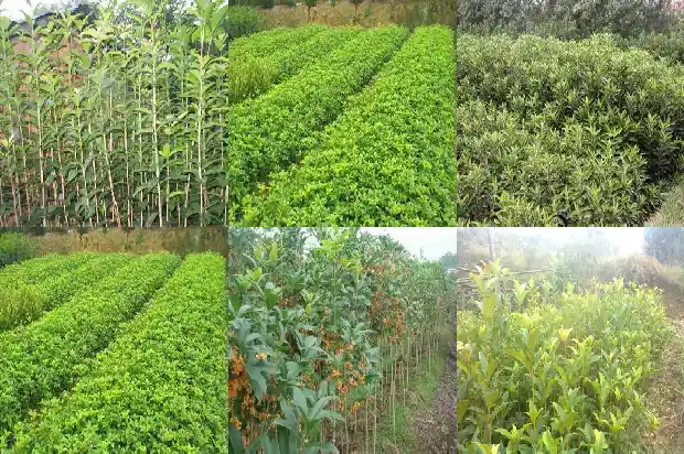 桂花怎样养植成活率高1686531571680