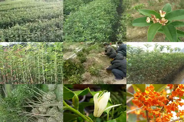 盆栽桂花怎么养1686531583731