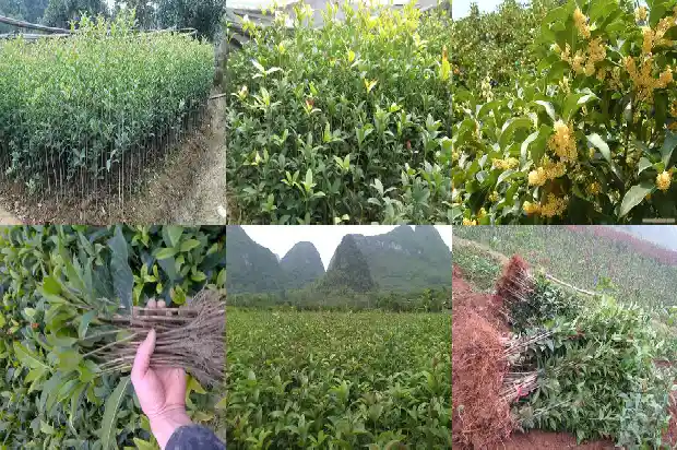 盆栽桂花怎么养1686531583826