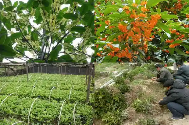 盆栽桂花怎么养1686531583874