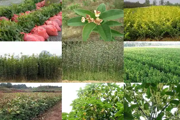 桂花茶多少钱啊1689467323600