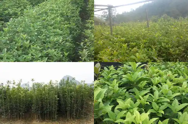 桂花的盆景种植技术要点是什么1686531616070