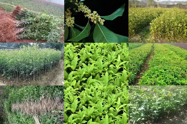 桂花的盆景种植技术要点是什么1686531616118