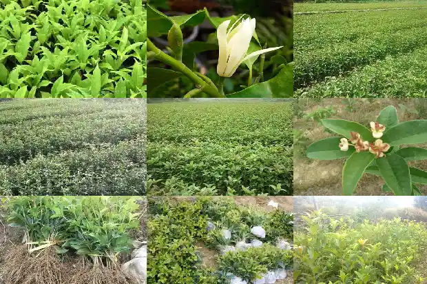 盆栽桂花种植方法1686531628338