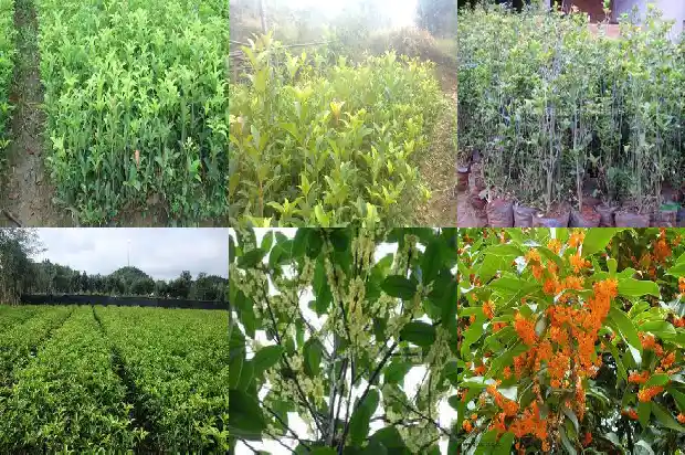 盆栽桂花种植方法1686531628386