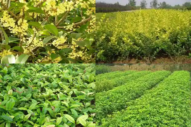 盆栽桂花种植方法1686531628434